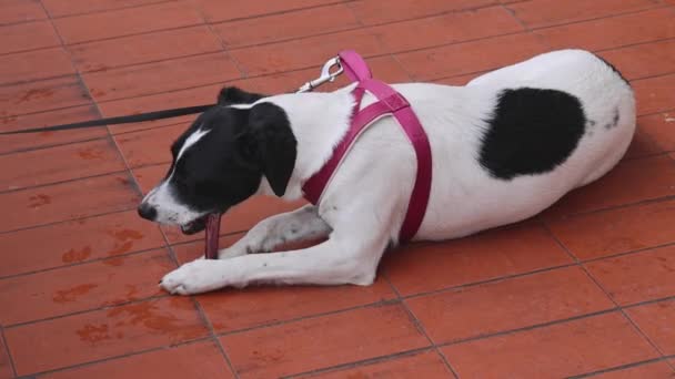 Μικρό Κατοικίδιο Ζώο Σκυλί Jack Russell Terrier Chew Stick Στο — Αρχείο Βίντεο