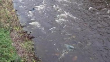 Batı Sırbistan 'da Sonbaharda Küçük Nehir Akıntısı Kamenica Soğuk Suyu