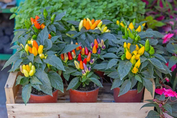 Small Colourful Chili Peppers Edible Plants Pots — Stock Photo, Image