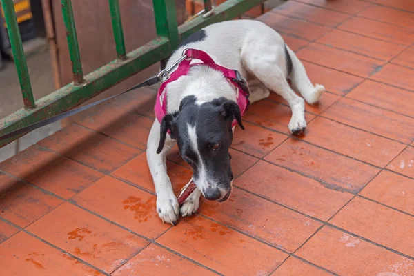 Pequeño Perro Mascota Jack Russell Terrier Palo Mascar Baldosas Calle — Foto de Stock