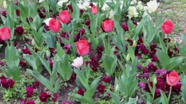 Taze laleler İlkbahar Bahçesi 'nde çiçek açıyor.