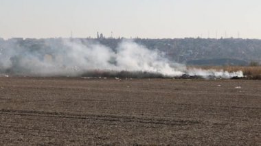 Kirli Sakallı Mahsuller Tarım Tarlaları Yasadışı Tehlike Ortamı Zararı