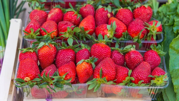 Grandes Morangos Vermelhos Bandejas Plástico Frutas Maduras — Fotografia de Stock