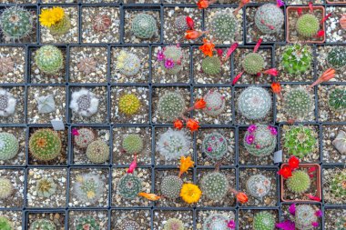 Kare Saksıda Küçük Kaktüs Bitkileri Üst Görünüm Karışımı