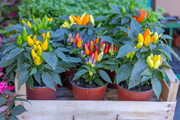 Petites Plantes Comestibles Colorées Piments Dans Des Pots — Photo