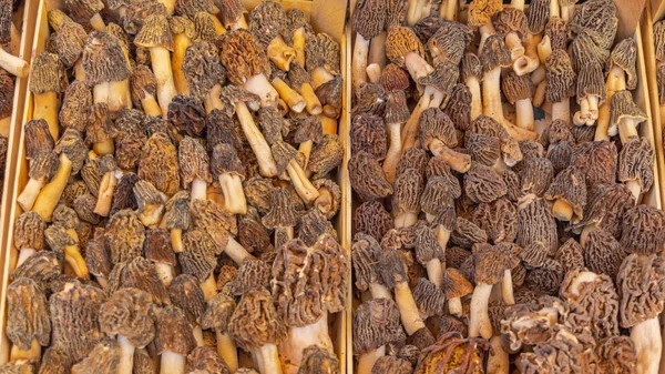 Bunch True Morrell Mushrooms Fungus Crates — Stockfoto