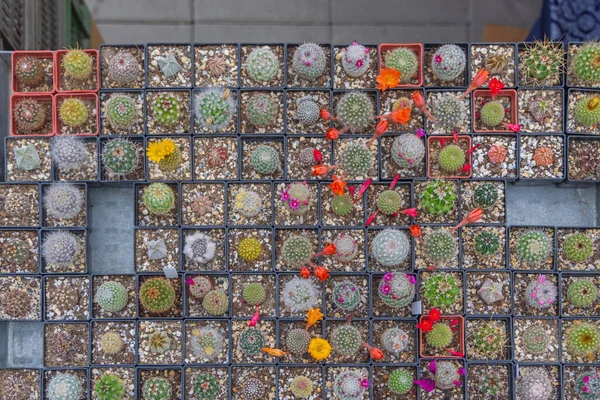 Small Cactus Plants Square Pots Top View Variety — 스톡 사진