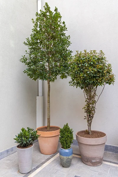 Young Green Trees Bush Plants Ceramic Pots — Foto de Stock