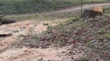 Şehir parkında kışın kesilen ağaç kütüğü.