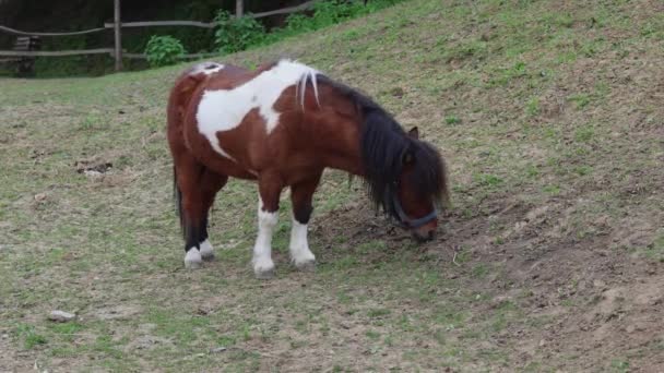 Kleine Pony Pony Grazen Boerderij Dieren Thema — Stockvideo