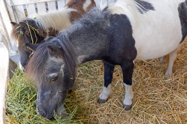 Caballos Pony Pequeños Establo Granja Animales —  Fotos de Stock
