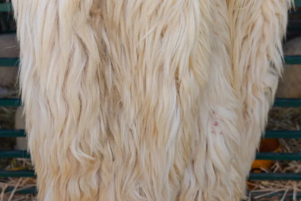 Real Sheepskin Μαλλί Φυσικό Υλικό Από Πρόβατα Farm — Φωτογραφία Αρχείου