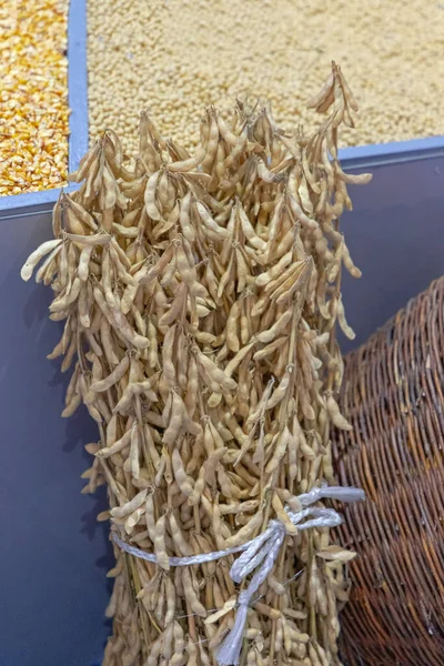 大豆束农场粮食产量一捆 — 图库照片