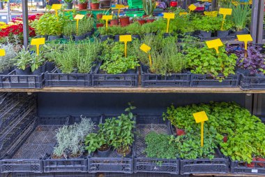Bitkiler ve Baharatlar Yenilebilir Bitkiler Kutularda Bahçe Malzemeleri