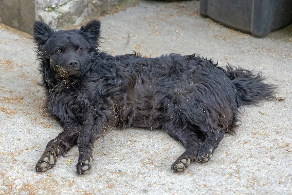 Sale Fourrure Bouclée Chien Animal Compagnie Noir Couché — Photo