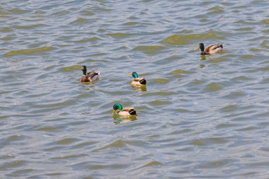 Mallard Yaban Ördekleri sürüsü Tuna Nehri 'nde yüzüyor