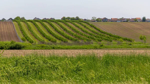 Campi Coltivati Hill Sunny Spring Day Agricoltura — Foto Stock