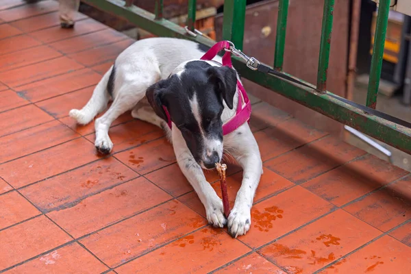 Piccolo Cane Compagnia Jack Russell Terrier Mastica Bastone Strada — Foto Stock