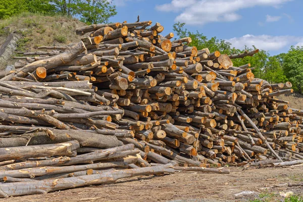 Großer Stapel Von Holzstämmen Holzindustrie — Stockfoto