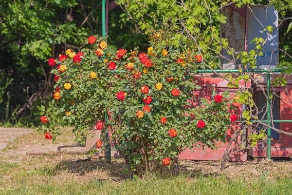 Sunny Garden Kırmızı Turuncu Güller Çalılığı — Stok fotoğraf