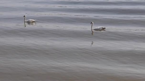 Два Білих Лебеді Які Плавають Брудній Воді Дунаю — стокове відео