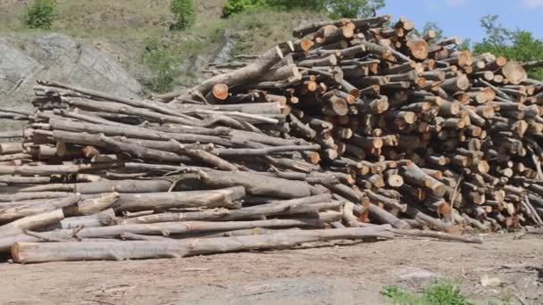 Big Bunch Madeira Logs Madeira Indústria Material — Vídeo de Stock