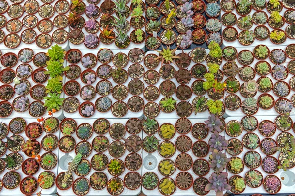 Kleine Cactus Planten Potten Top View Mix Selectie — Stockfoto