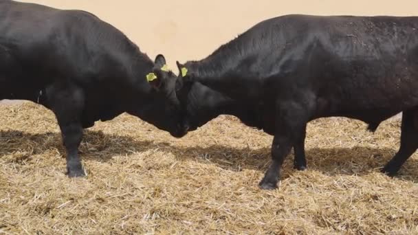 Two Black Bulls Head Head Cattle Farm — Stock Video