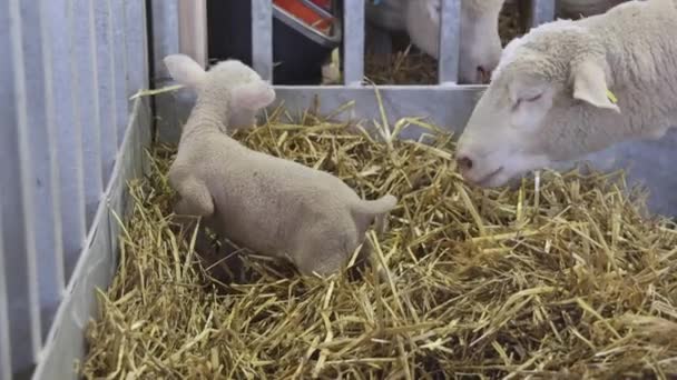 Pequeño Cordero Recién Nacido Heno Granja Animales — Vídeos de Stock