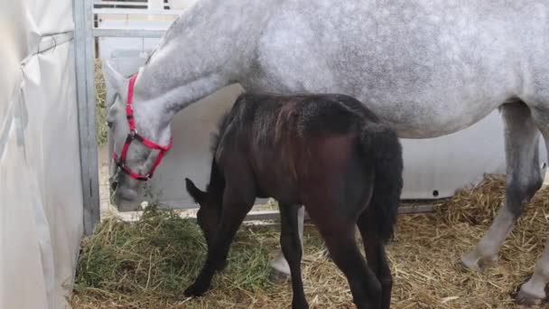 Klein Pasgeboren Veulen Paard Met Witte Merrie Stal — Stockvideo