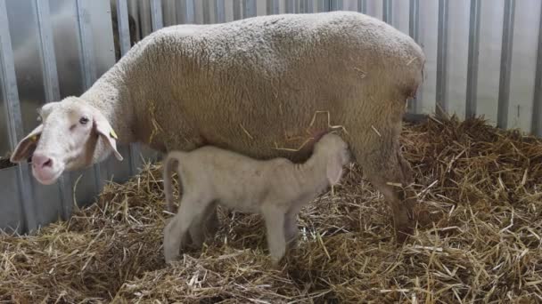 Newborn Lamb Ewe Enclosure Animal Farm — Stock Video