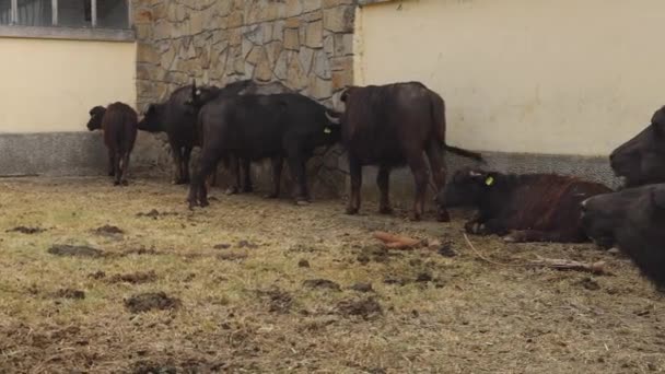 Manada Agua Doméstica Buffalo Animal Farm Pan — Vídeos de Stock