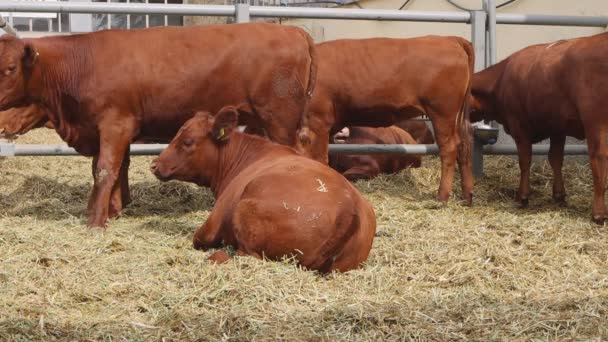 外の牛農場で飼育されているブラウン牛 — ストック動画