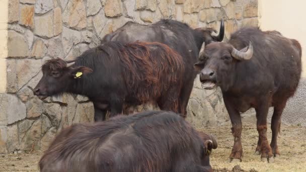 Rebaño Agua Doméstica Buffalo Animal Farm — Vídeos de Stock