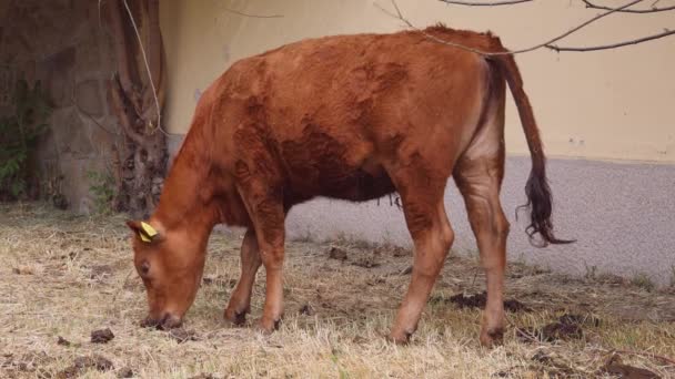 Sığır Çiftliğinde Tek Bir Kahverengi Nek — Stok video