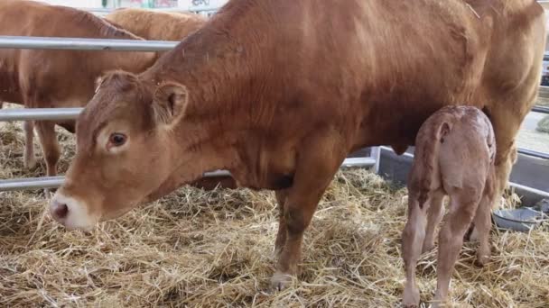 Brązowa Krowa Nowonarodzonym Cielęciem Fermie Bydła — Wideo stockowe