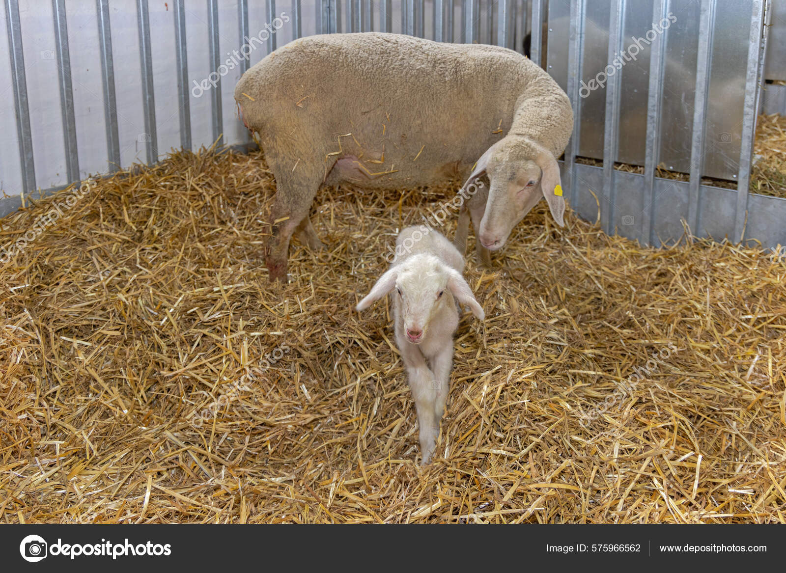 Newborn Lamb Ewe Enclosure Animal Farm — Stock Photo © Baloncici 575966562