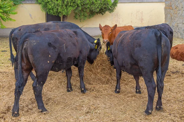 Troupeau Vaches Mangeant Foin Ferme Bovine — Photo