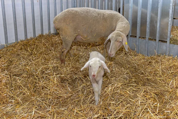 Nyfödda Lamm Och Tackor Djurutrymme Djurfarmen — Stockfoto