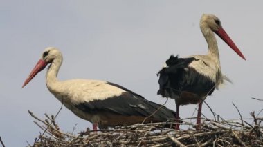 Baca Tepesinde Beyaz Leylekler Yuvası