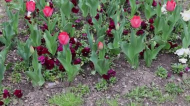 Şehir Parkı Baharı 'nda taze laleler açıyor.