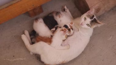 Yeni doğmuş Yavru Yavru Yavrular Annesiyle Yakınlaşın