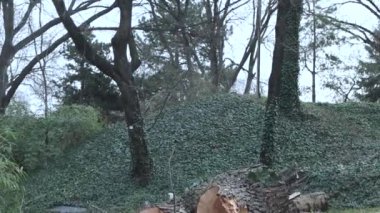 Kentin Park Bahçesindeki Kesik Ağaç Kütüğü Kış Çiçeği Eğiliyor