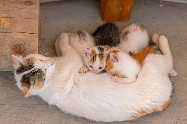 Recién Nacido Bebé Gatitos Mascotas Con Blanco Mamá —  Fotos de Stock