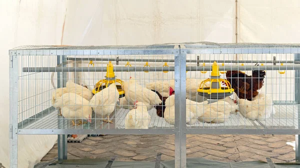 Chickens Birds in Cage With Automated Water and Feed at Poultry Farm