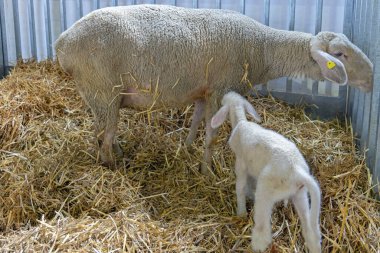 Yenidoğan Kuzu ve Dişi koyunu Hayvan Çiftliğinde Korumada