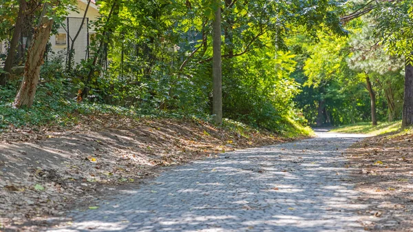 Ciottoli Road Green Woods Sunny Summer Day — Foto Stock