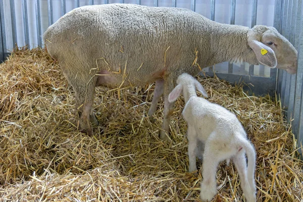 Agnello Neonato Pecora Stabulazione Presso Fattoria Degli Animali — Foto Stock