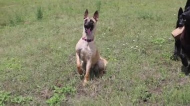 Çimen Tarlasında Oynayan Üç Büyük Köpek Alman Çoban Köpeği