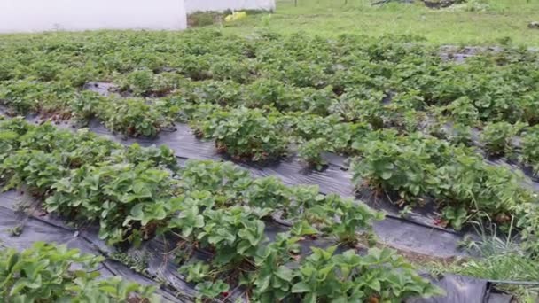 Folha Perfurada Cultivo Morango Panela Agricultura Fruta Fileira — Vídeo de Stock
